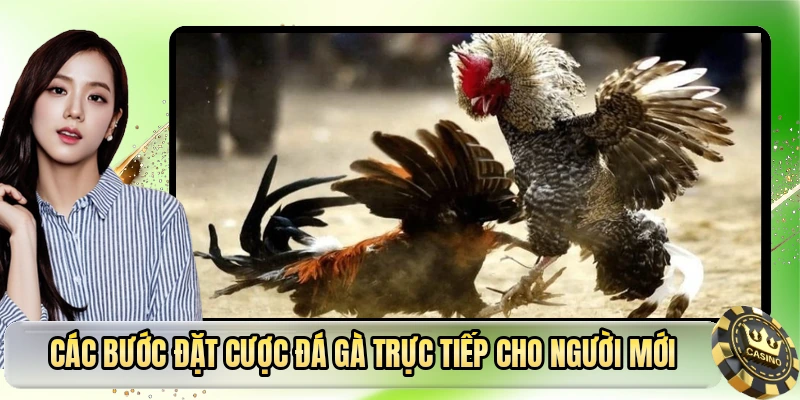 Các bước đặt cược đá gà trực tiếp cho người mới