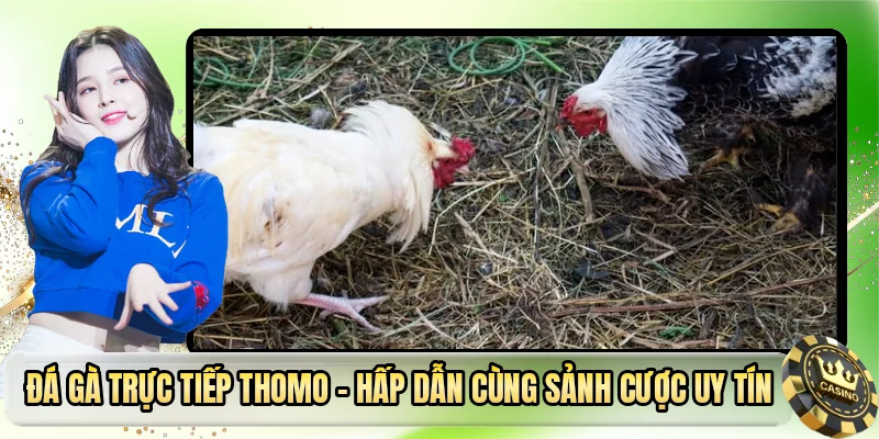 Đá Gà Trực Tiếp Thomo - Hấp Dẫn Cùng Sảnh Cược Uy Tín
