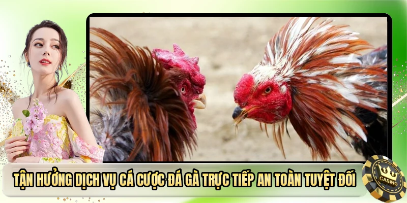 Tận hưởng dịch vụ cá cược đá gà trực tiếp an toàn tuyệt đối
