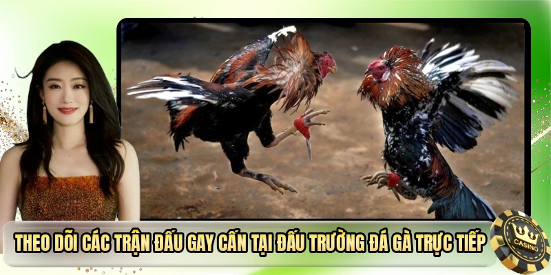 Theo dõi các trận đấu gay cấn tại đấu trường đá gà trực tiếp